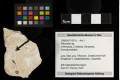 Foto (Objekt + Etiketten) von Pithonoton sp. (NHMW-GEO-1990-0041-0015)